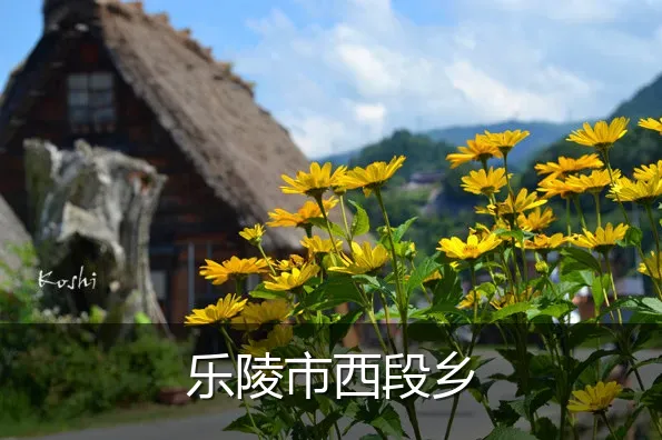 乐陵市西段乡