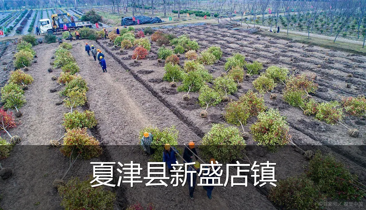 夏津县新盛店镇