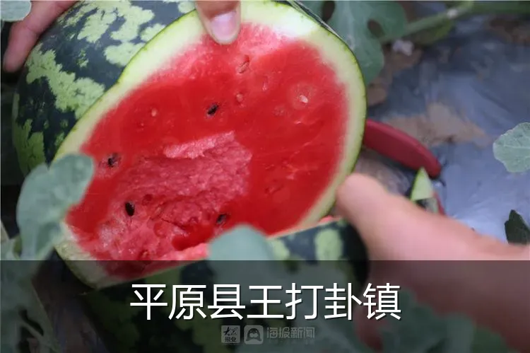 平原县王打卦镇