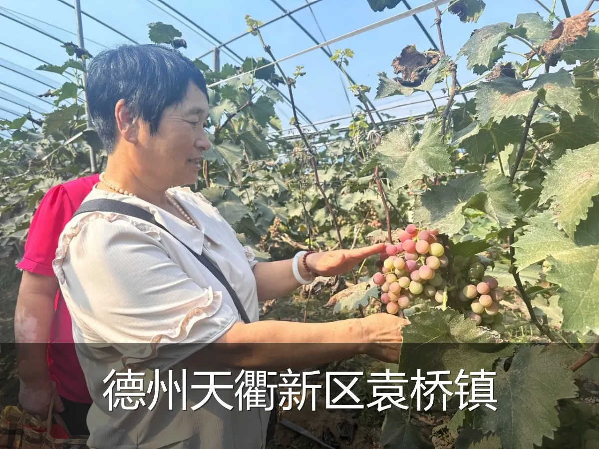 德州天衢新区袁桥镇